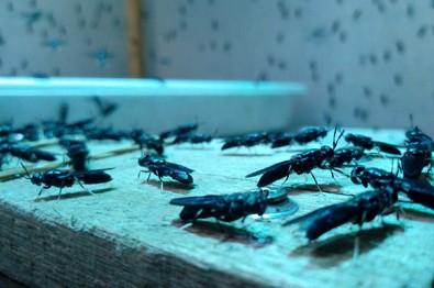 Argentina tiene su primera bioplanta de cría de insectos