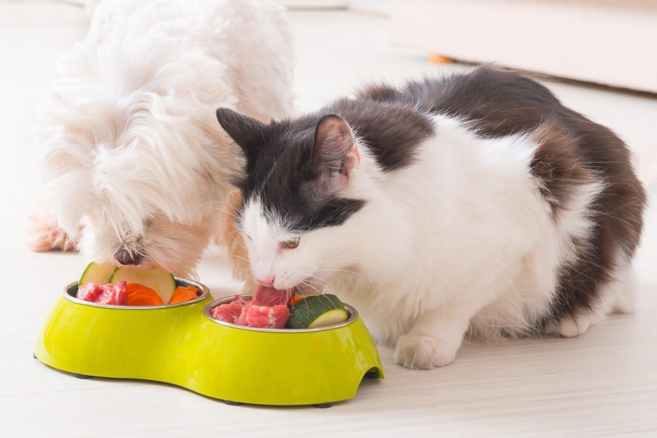 ¿Qué son los nutracéuticos y por qué se están utilizando para pet food?
