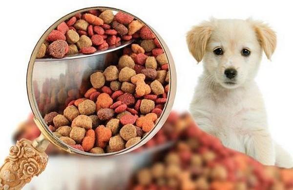 Medición del Desempeño en Alimentos para Mascotas