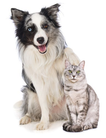 ¿Qué relación existe entre el Alimento y el Pelaje de Perros y Gatos?