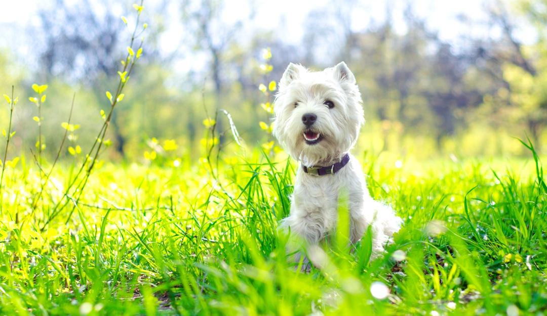 Día Mundial del Perro - Seis tips necesarios para cuidar la salud de tu perro