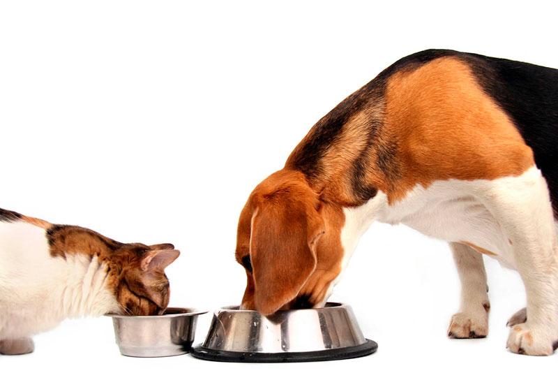 ¿Por qué los perros y gatos necesitan proteínas de origen animal?