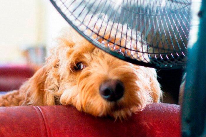 Golpe de calor en mascotas: cómo cuidarlas 