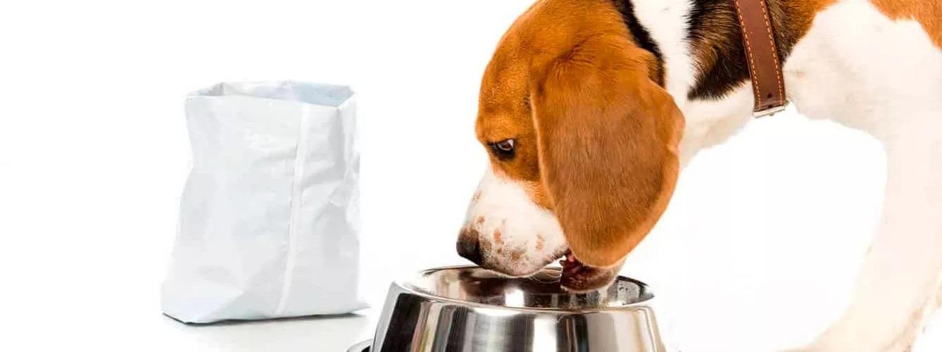 Los Perros eligen su Alimento según su composición nutricional