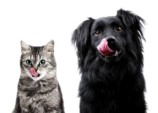 Los perros prefieren Alimentos con Mayor Contenido de Grasa y los Gatos tienden  a los Carbohidratos