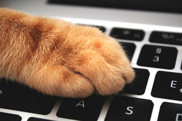 Dirigir Pulido ignorar Pet Shop Online: Cómo tener un Pet Shop Online exitoso y ejemplos Reales de  Éxito