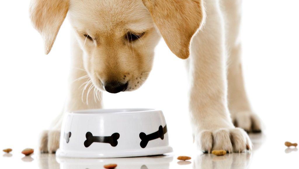 Un estudio analiza el papel de la palatabilidad en la industria de la nutrición de mascotas