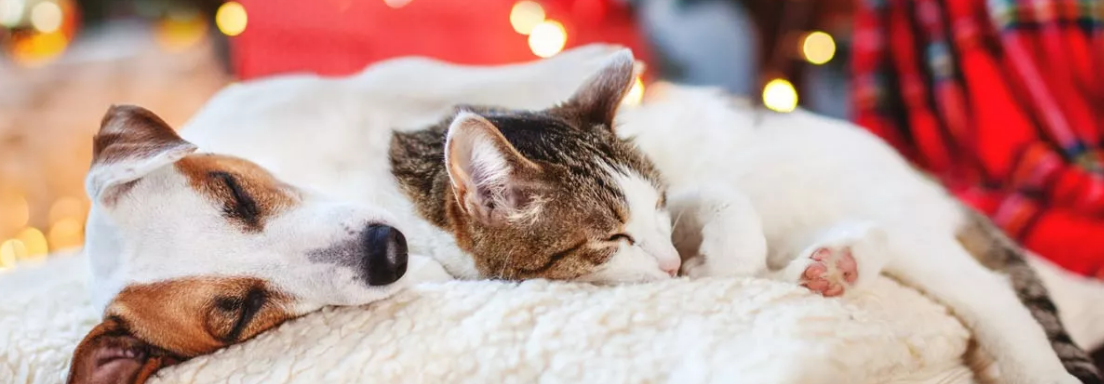 Consejos veterinarios para las mascotas ante los fuegos artificiales de Navidad