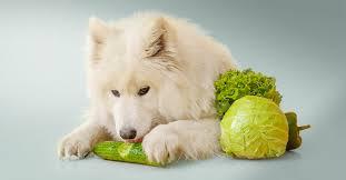 Estudios reflejan resultados positivos en alimentos para perros de origen vegetal