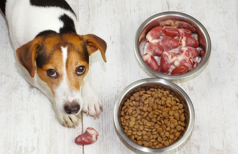 Proteínas en alimentos para mascotas: Dietas de rotación, reacciones cruzadas y más