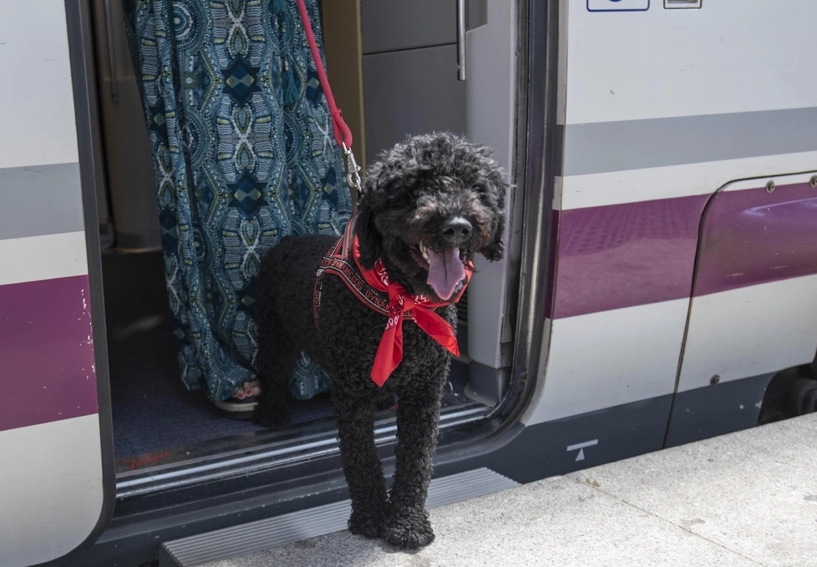 Purina y RENFE amplían su proyecto que permitirá viajar con mascotas de hasta 10kg en los trenes Avlo de alta velocidad