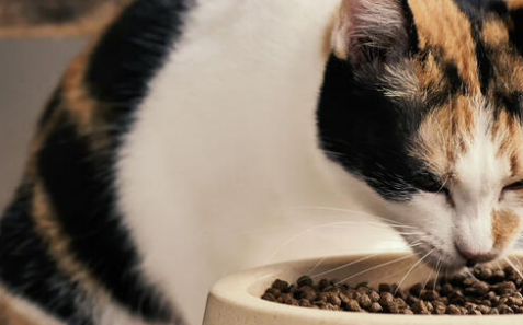 ¿Cuáles son los ingredientes omega-3 más importantes en los alimentos para mascotas?