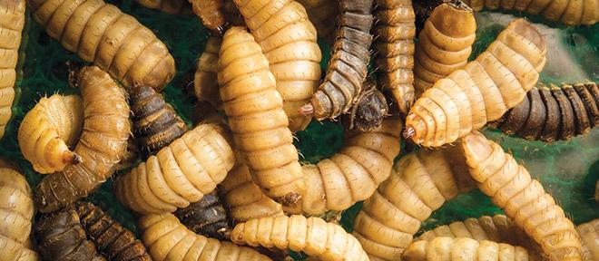 Rabobank: la Demanda de Proteínas de Insectos podría llegar a Medio Millón de Toneladas para 2030