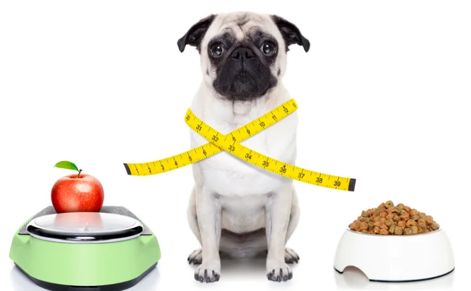 Conocer las calorías del alimento de los perros para combatir la obesidad