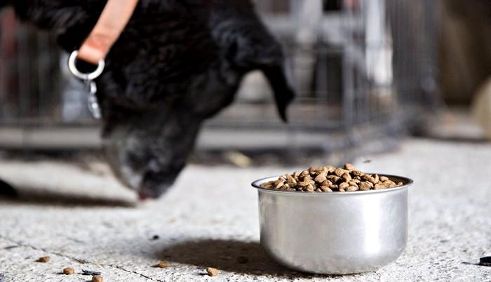 Premiumización de los Alimentos para Mascotas - Una tendencia que Crece en Nuestra Industria 