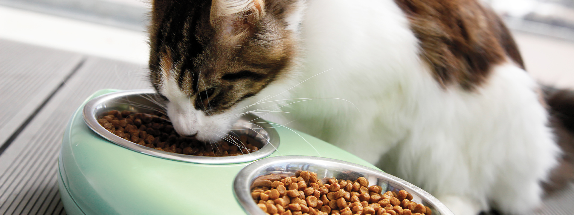 Cómo medir la palatabilidad del pet food: resumen de métodos