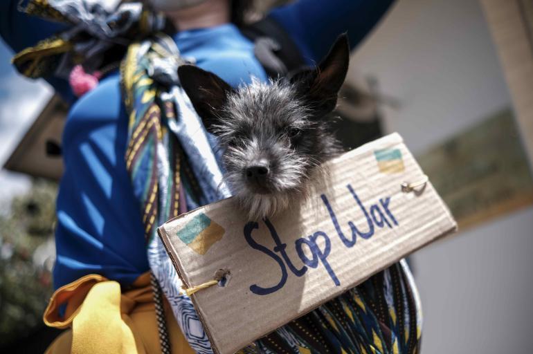 España ya tiene un protocolo ante la llegada de mascotas procedentes de Ucrania