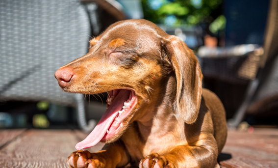 Un estudio confirma que las razas de perros pequeños tienen mayor riesgo de enfermedades dentales